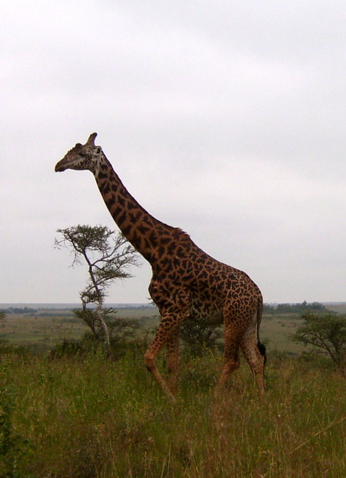 Giraffe