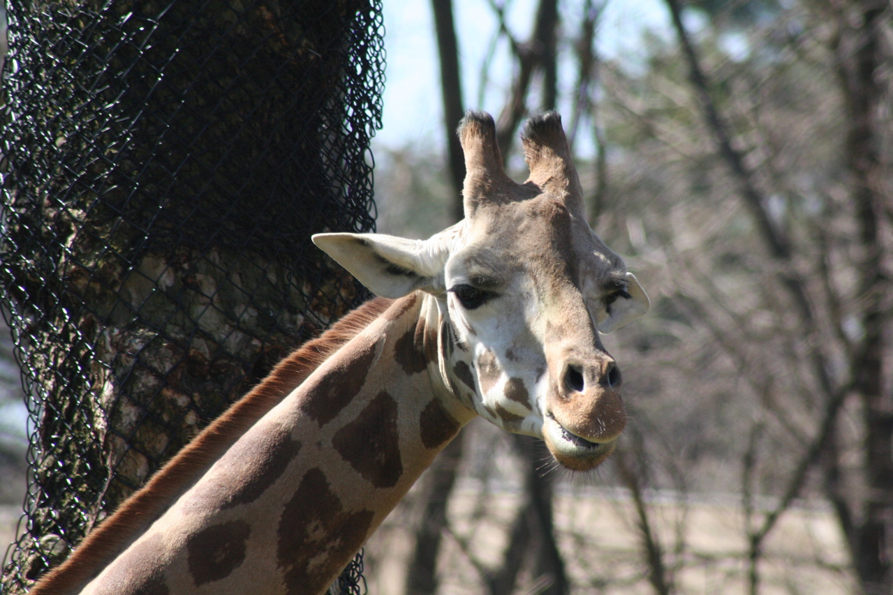 Giraffe Face