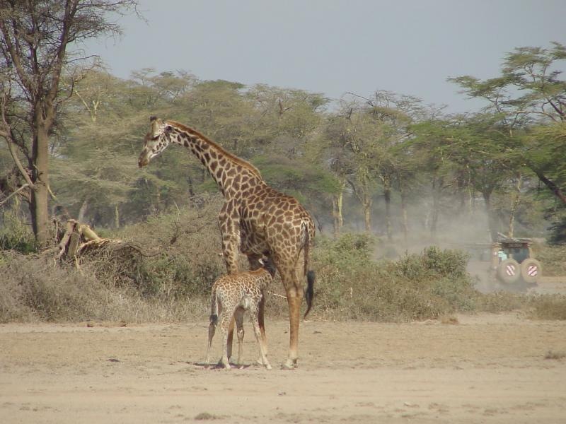 giraffemom.jpg