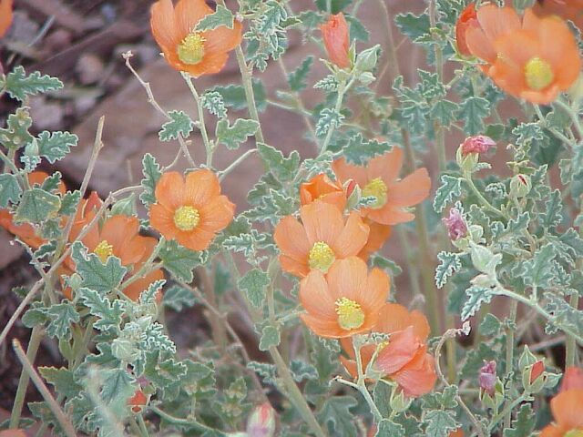 Globe Mallow