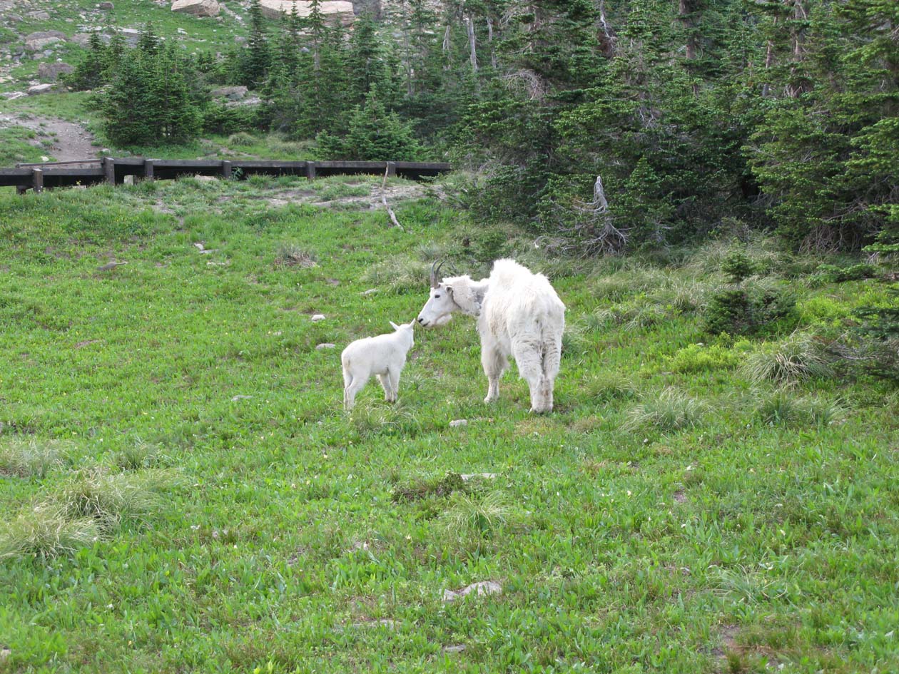 Mountain goat and baby