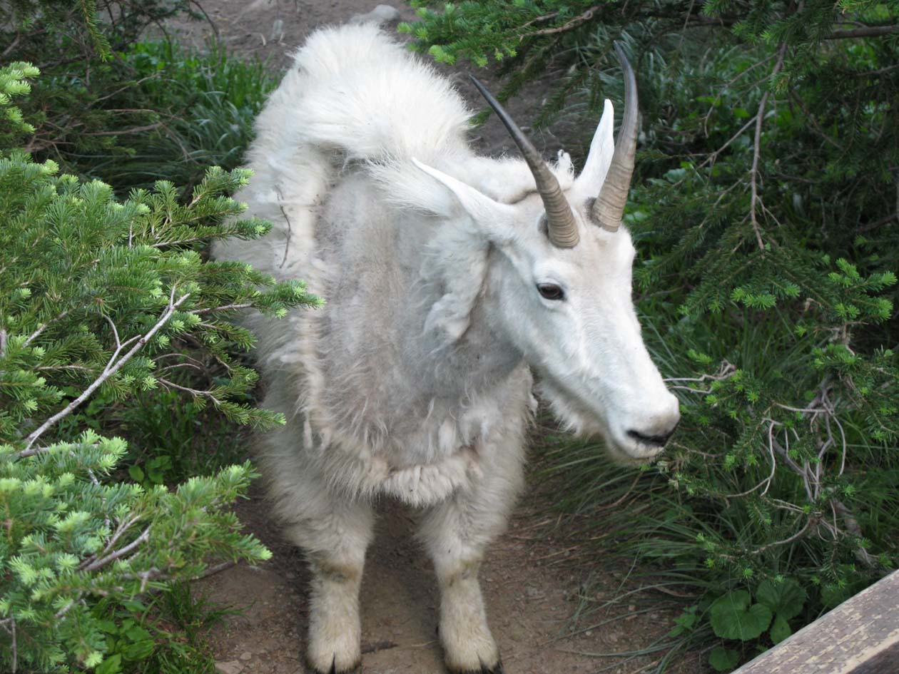 goatclose.jpg