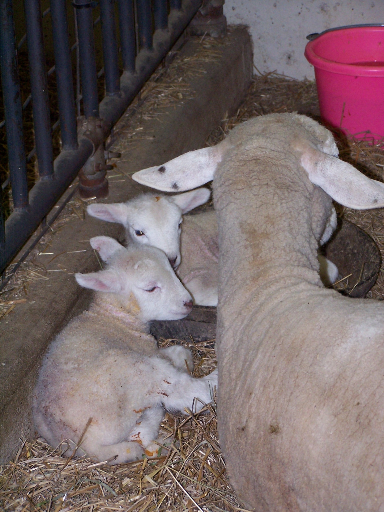 Little lambs