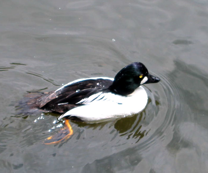 Common Goldeneye