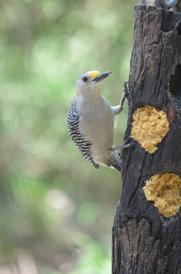 Golden-fronted Woodpecker