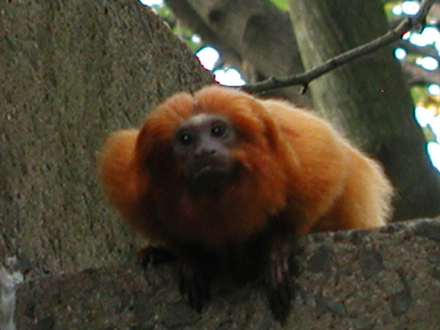 goldenliontamarin1.jpg