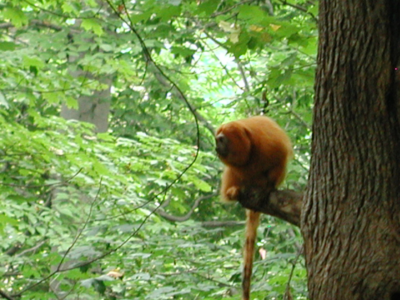 goldenliontamarin10.jpg