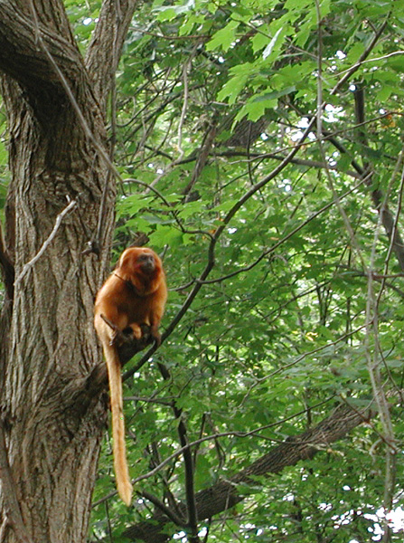 Golden Lion Tamarin