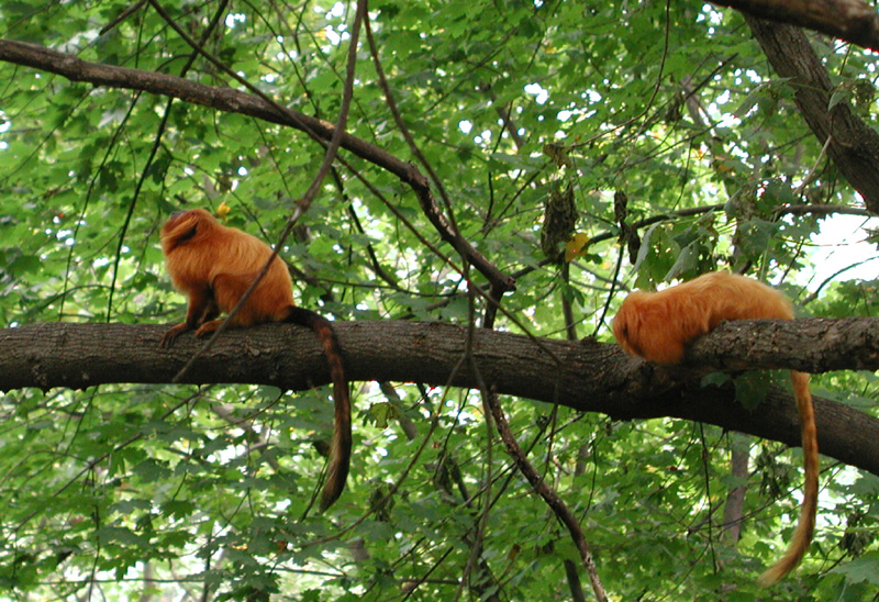 goldenliontamarin12.jpg