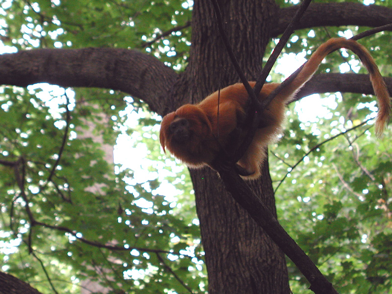 Golden Lion Tamarin