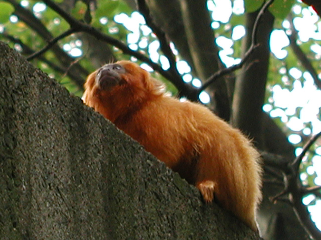 Golden Lion Tamarin