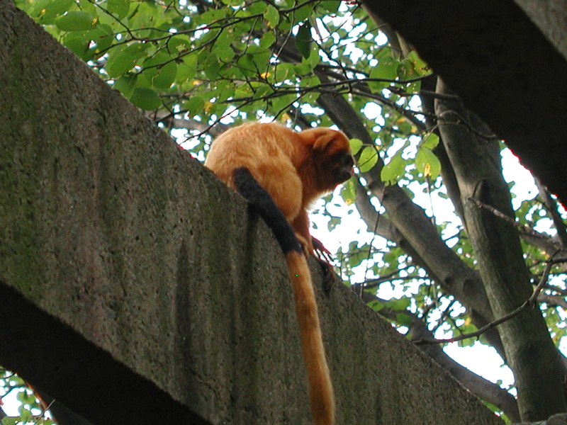 goldenliontamarin3.jpg