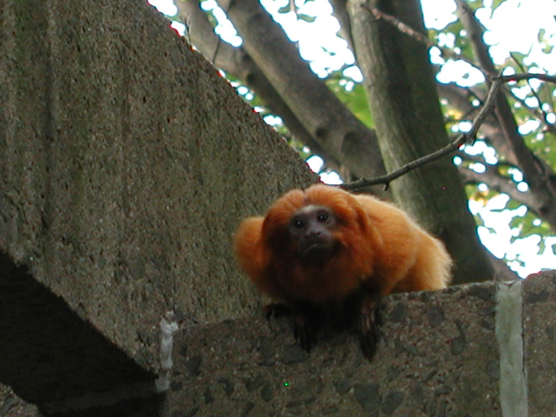 Golden Lion Tamarin