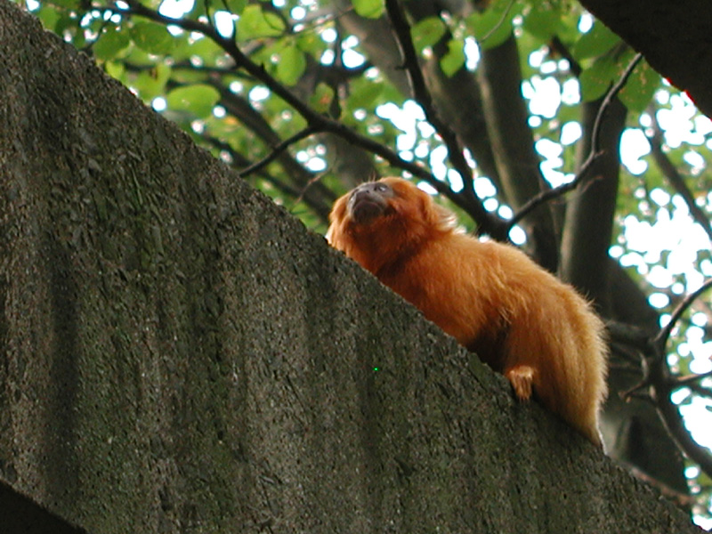 goldenliontamarin5.jpg