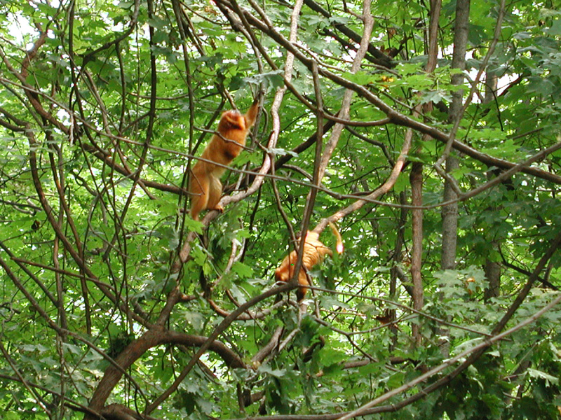 Golden Lion Tamarin