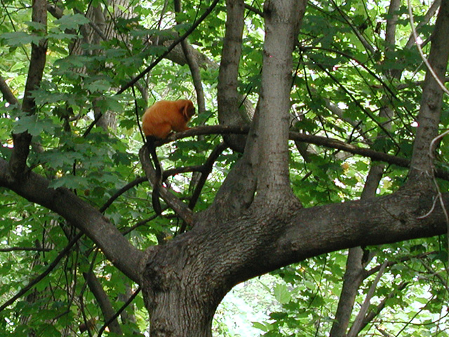 Golden Lion Tamarin