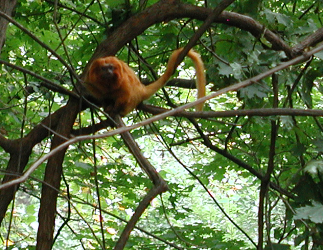 Golden Lion Tamarin