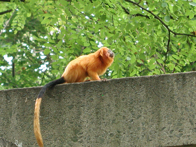 Golden Lion Tamarin