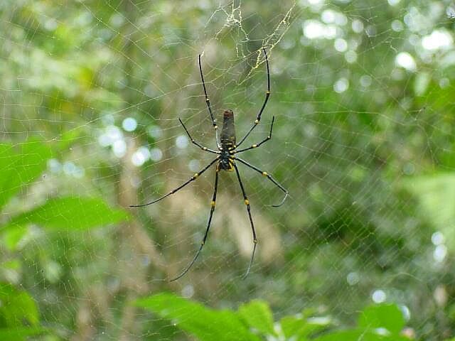 Golden Orb Weaver