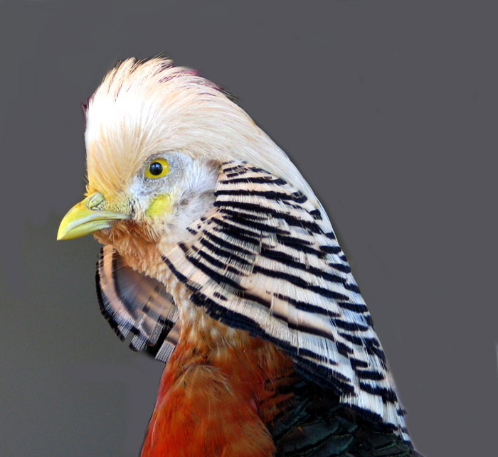 Stuffed Golden Pheasant