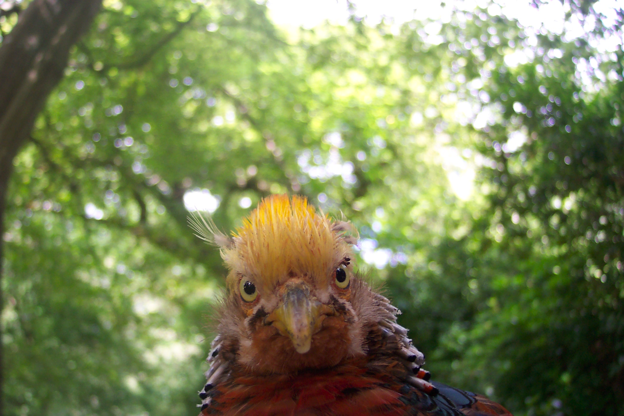 goldenpheasantcloseup.jpg