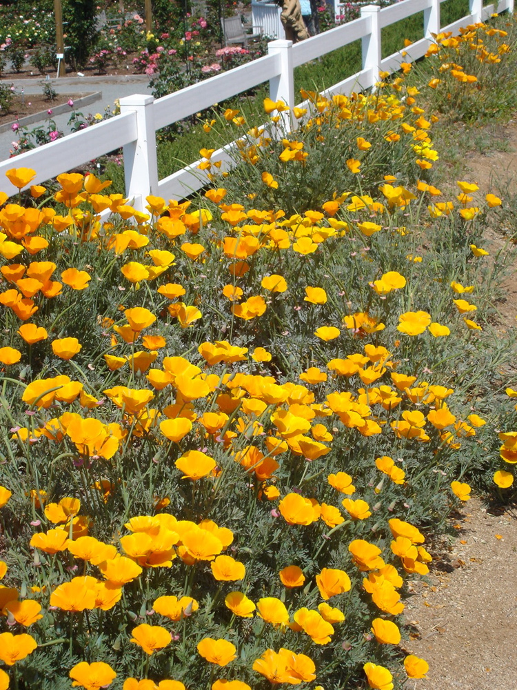 Golden Poppy