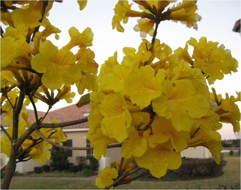 Golden Trumpet Tree