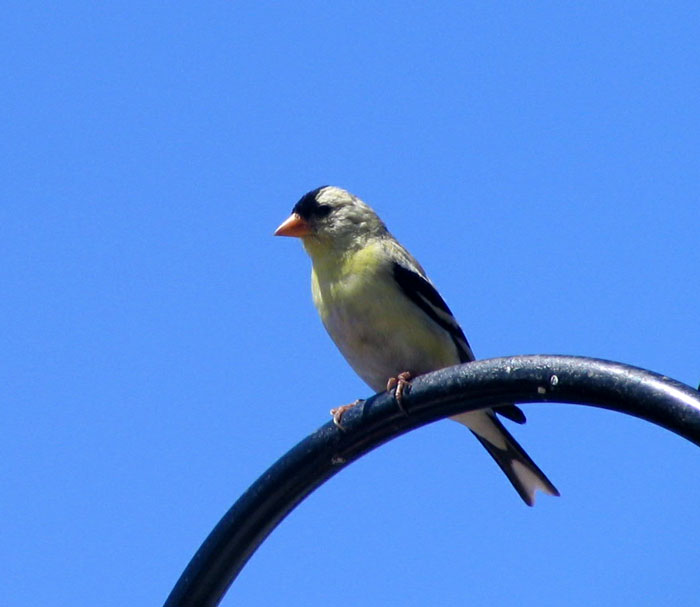 American Goldfinch