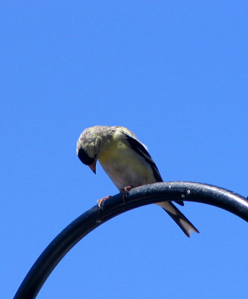 American Goldfinch