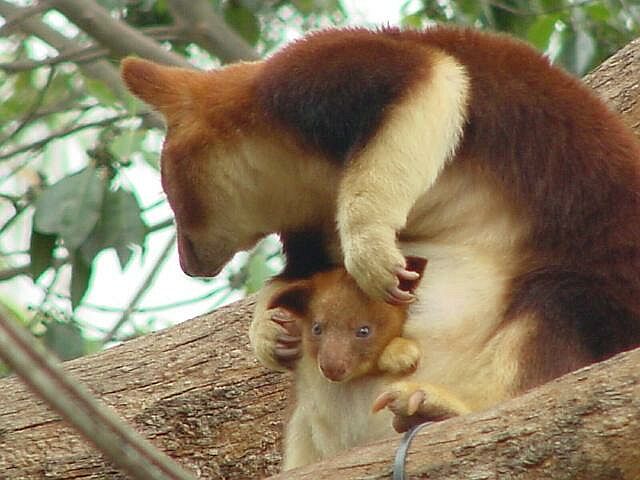 goodfellow-treekangaroo.jpg