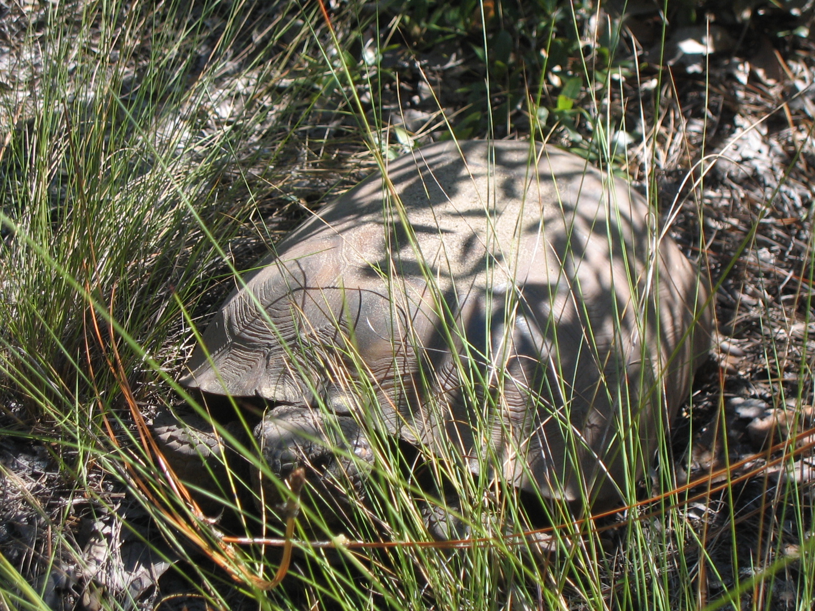 gophertortoise.jpg