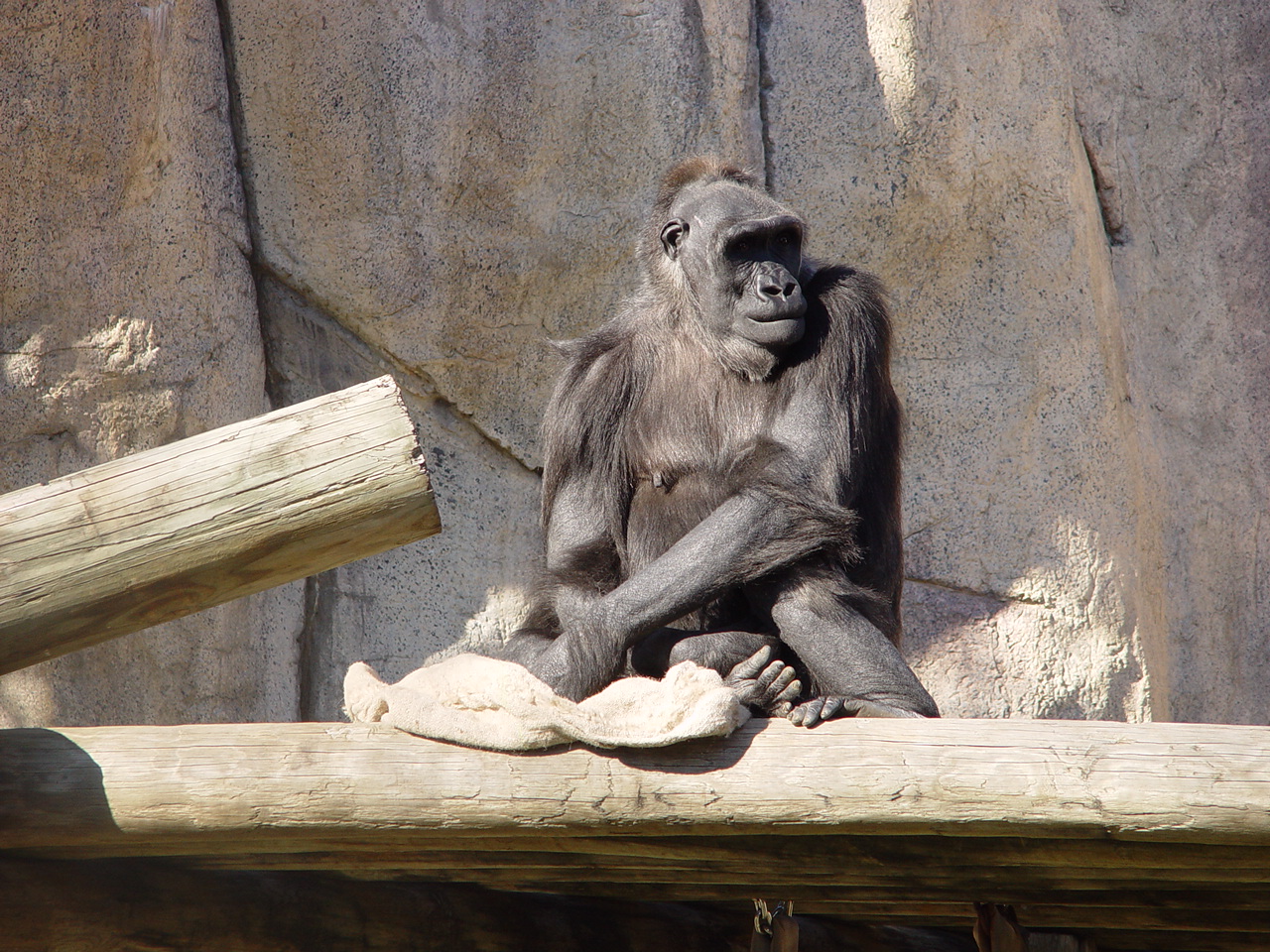 Gorilla at the zoo