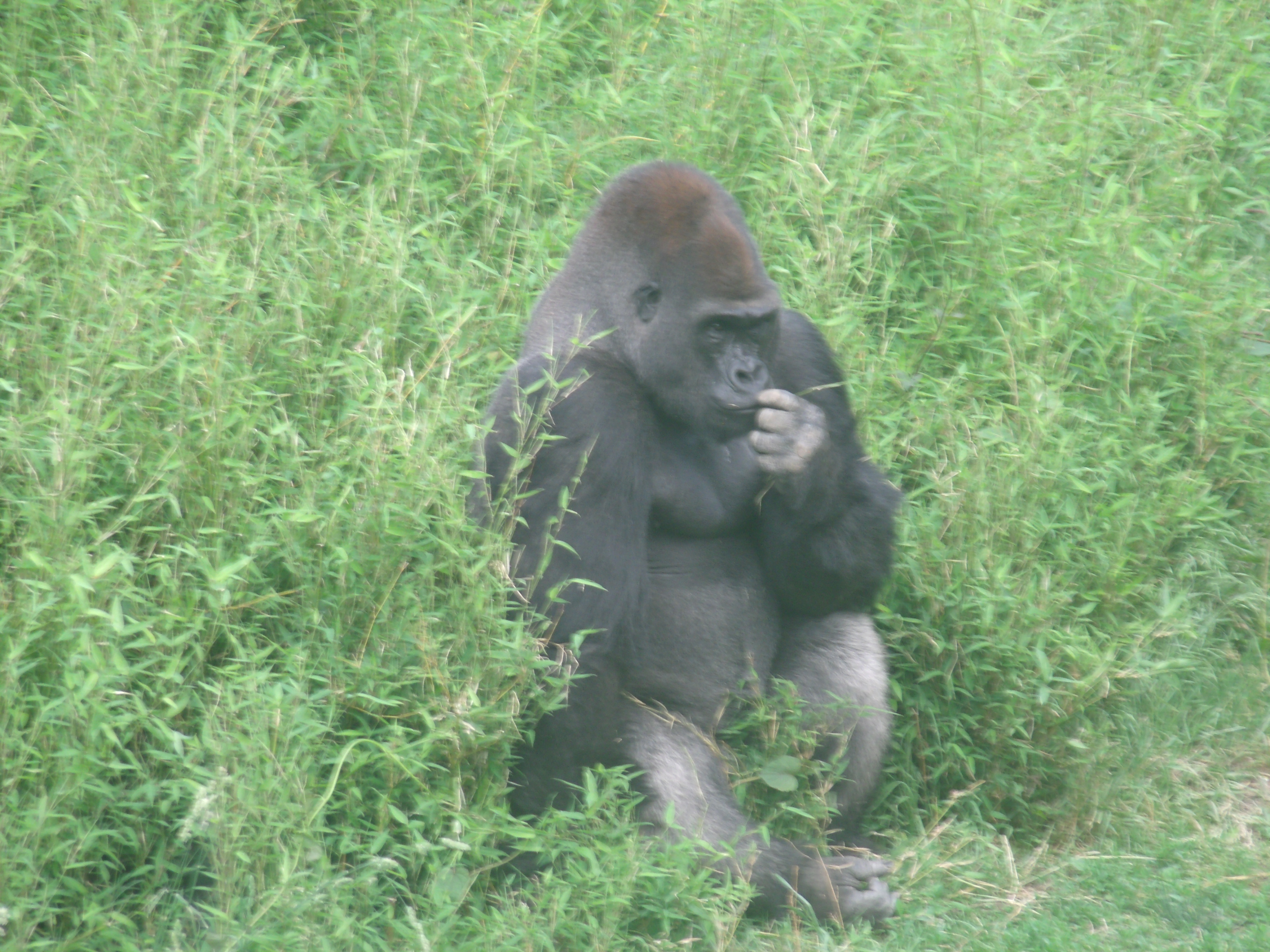 gorilla12345.jpg