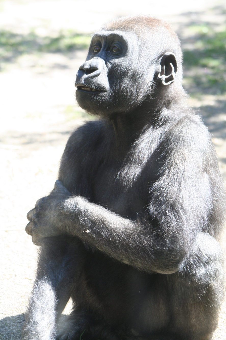 gorilla_5.jpg