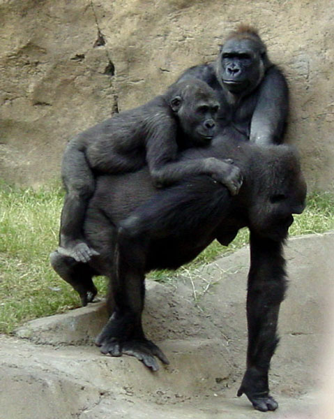 Gorilla Family