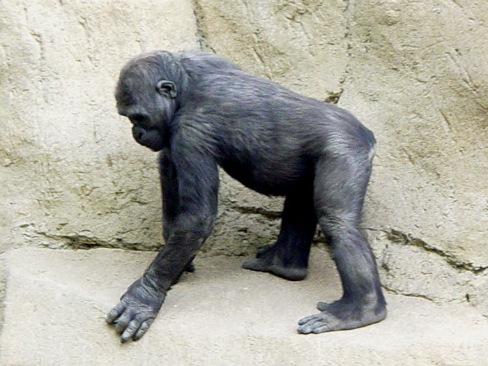 Baby Gorilla