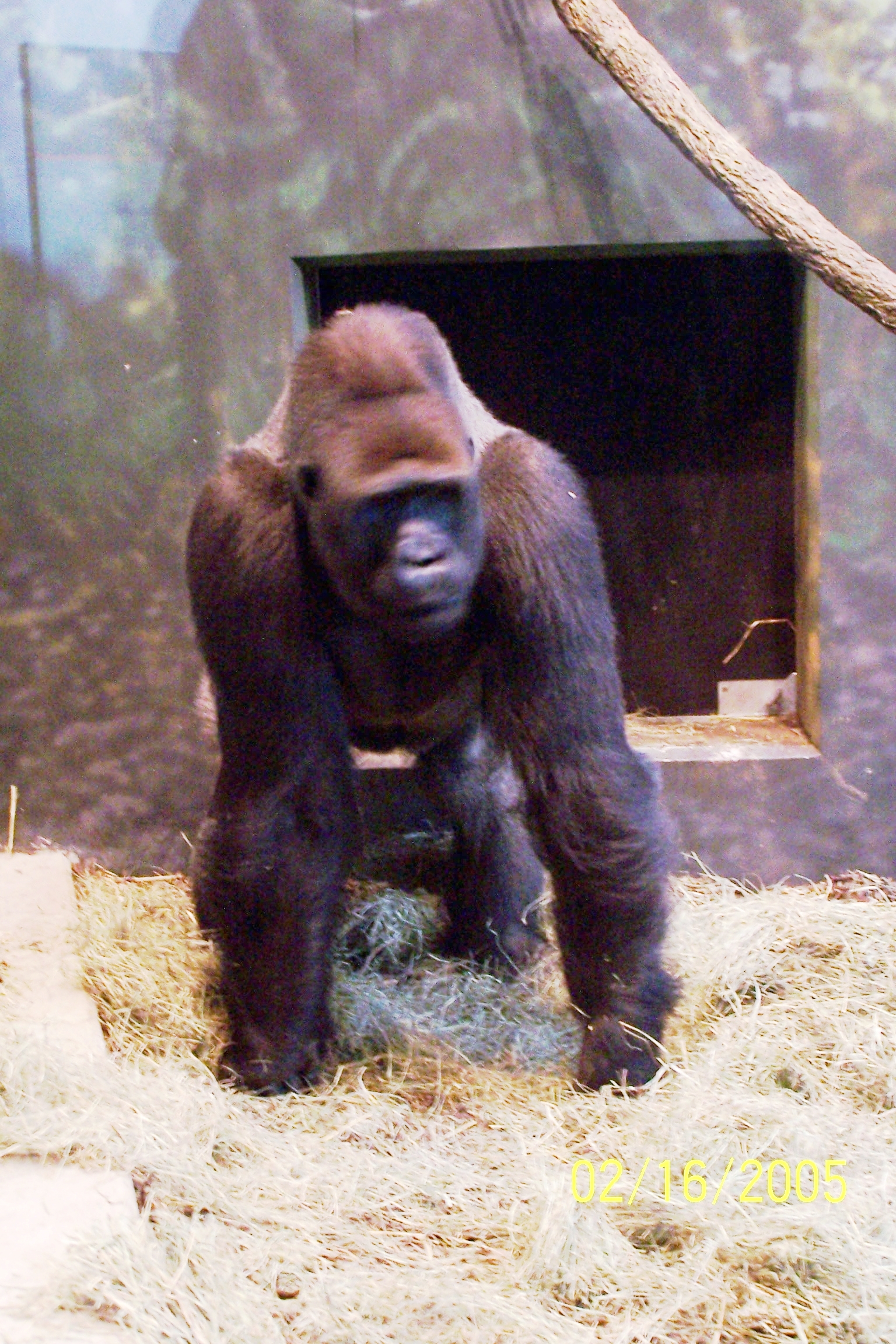 Gorilla at Lincoln Park Zoo