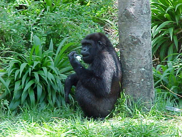 Gorillas