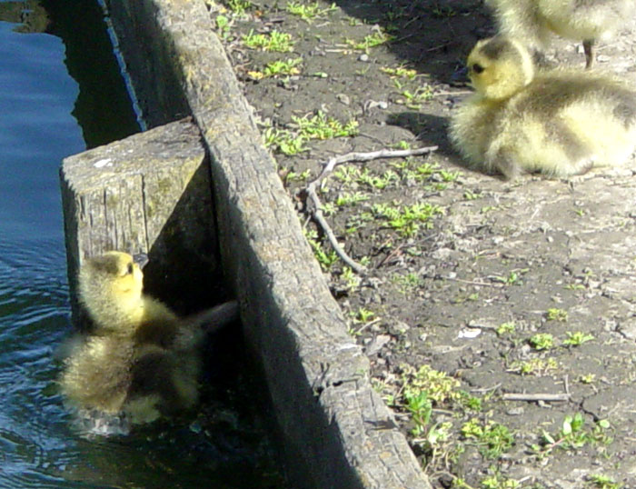 goslings01.jpg