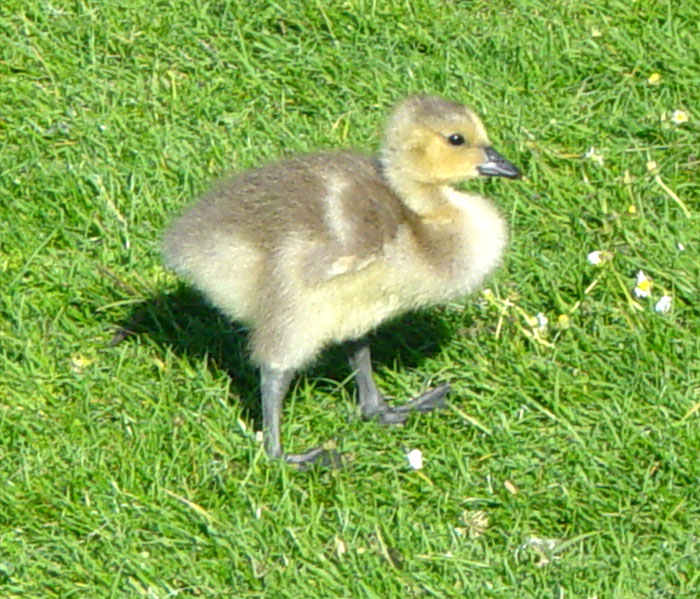 goslings05.jpg