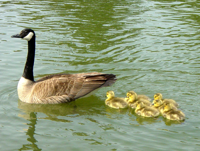 Canadian goslings with mother goose