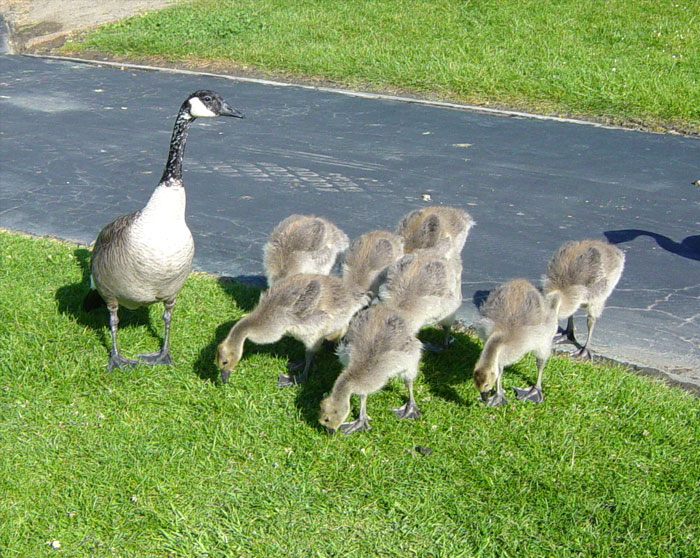 Canadian goslings with mother goose