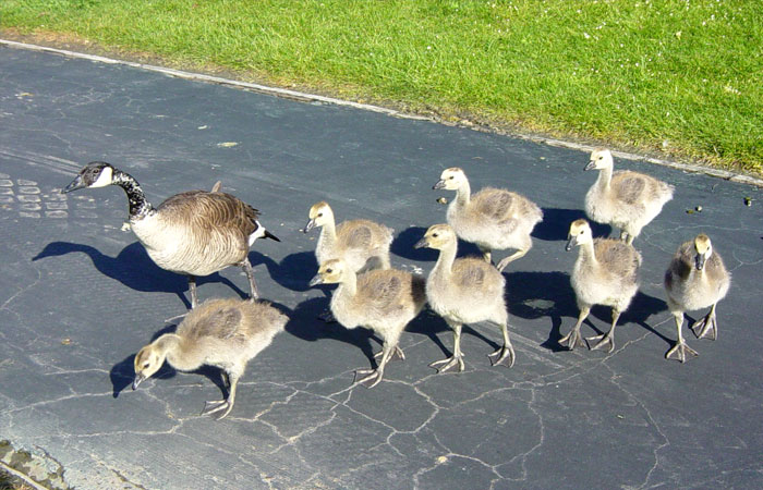 Canadian goslings with mother goose