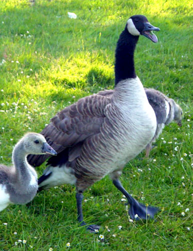 Canadian mother goose protecting her young