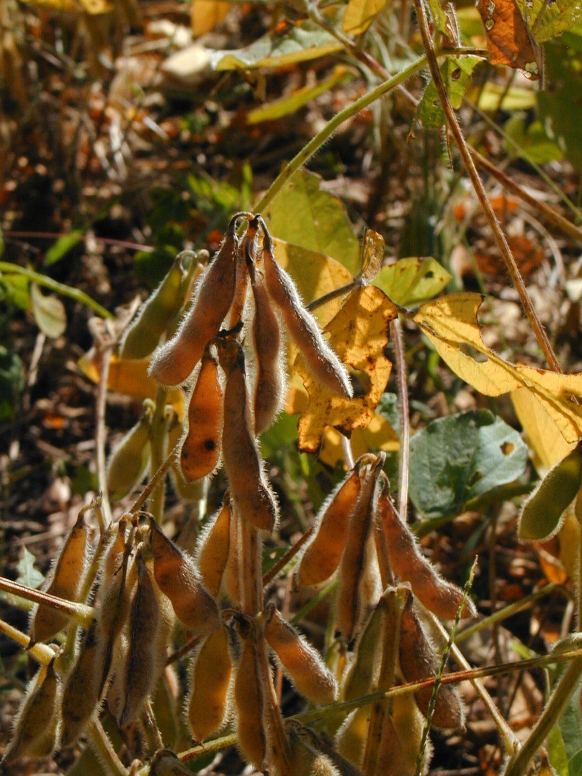 grain(soybeans).jpg