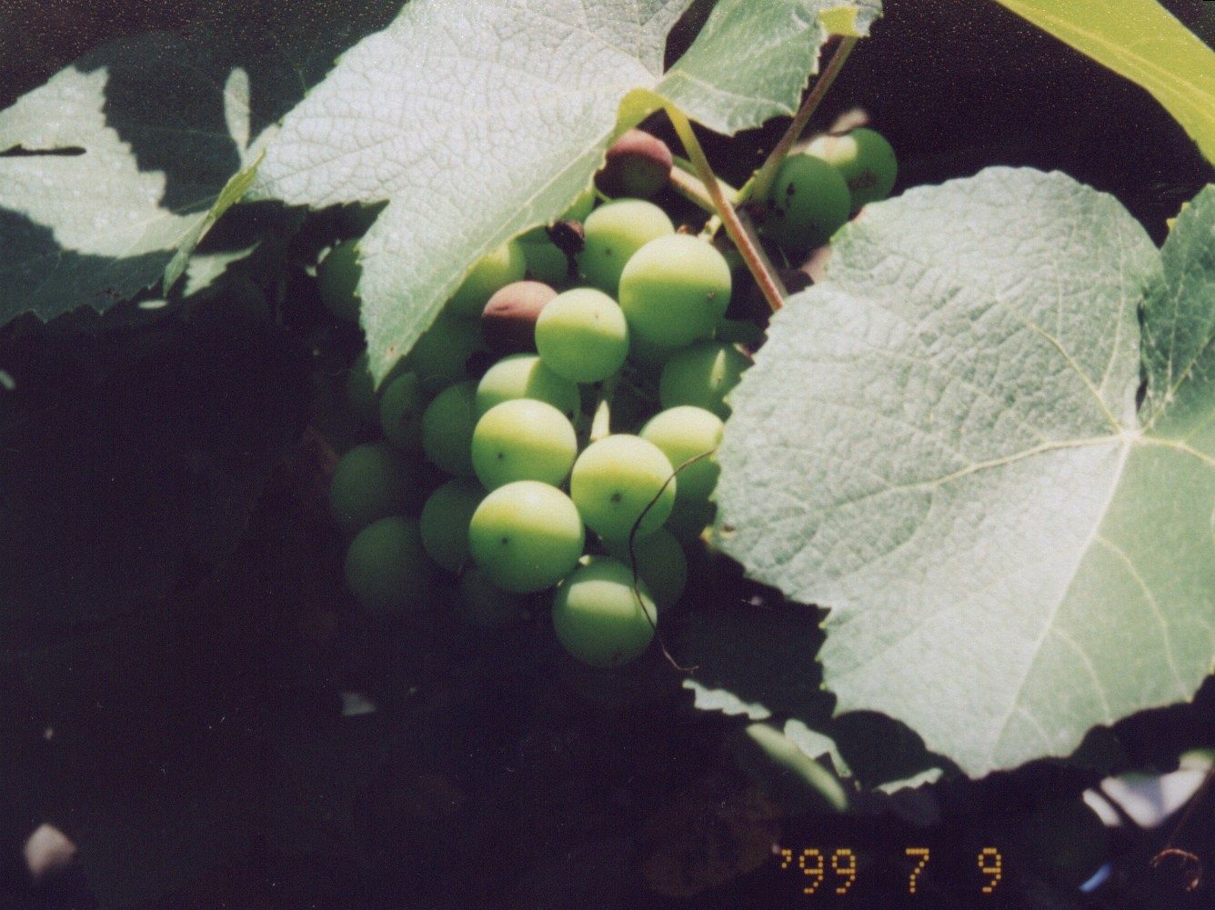 grapes.jpg