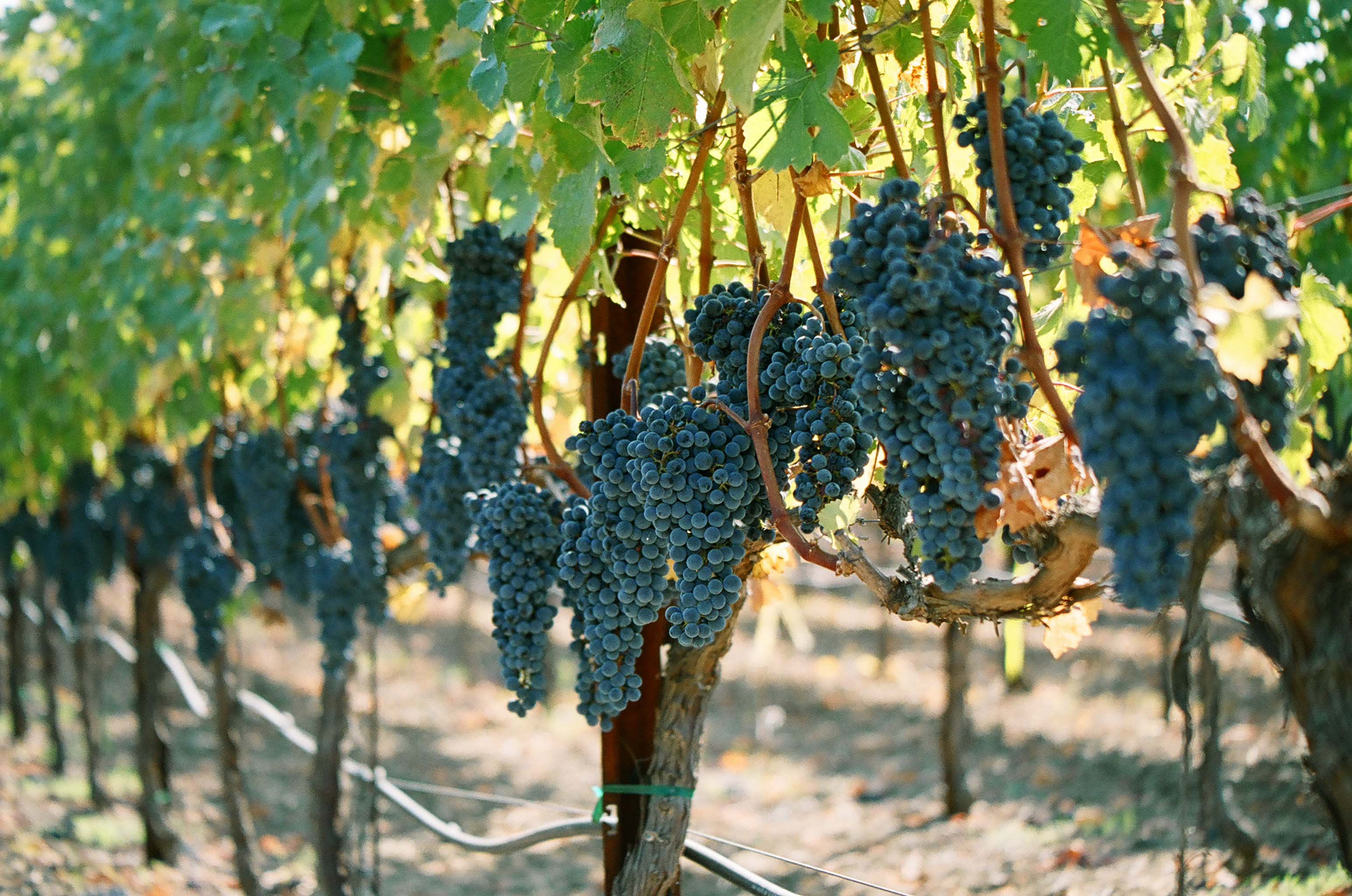 grapes11.jpg