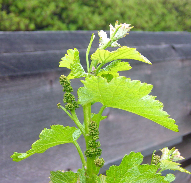 Young Grapes