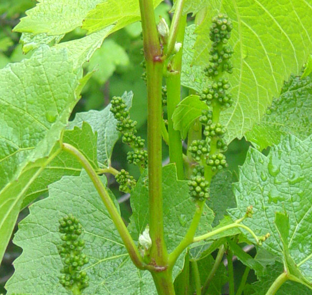 grapes8.jpg