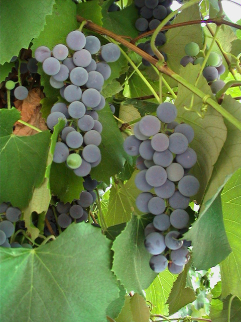 grapes_2.jpg